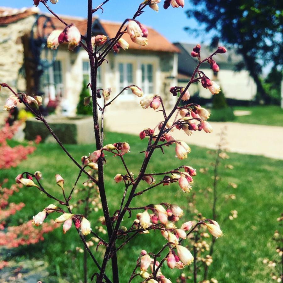 Le Petit Chateau Des Cedres Mouchamps Екстер'єр фото